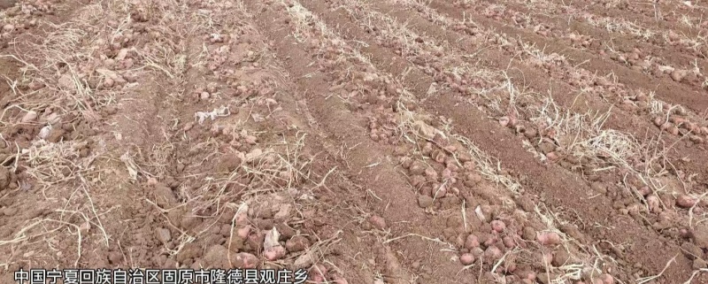 宁夏固原隆德高原马铃薯