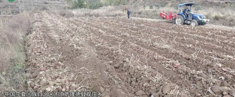 宁夏固原隆德高原马铃薯