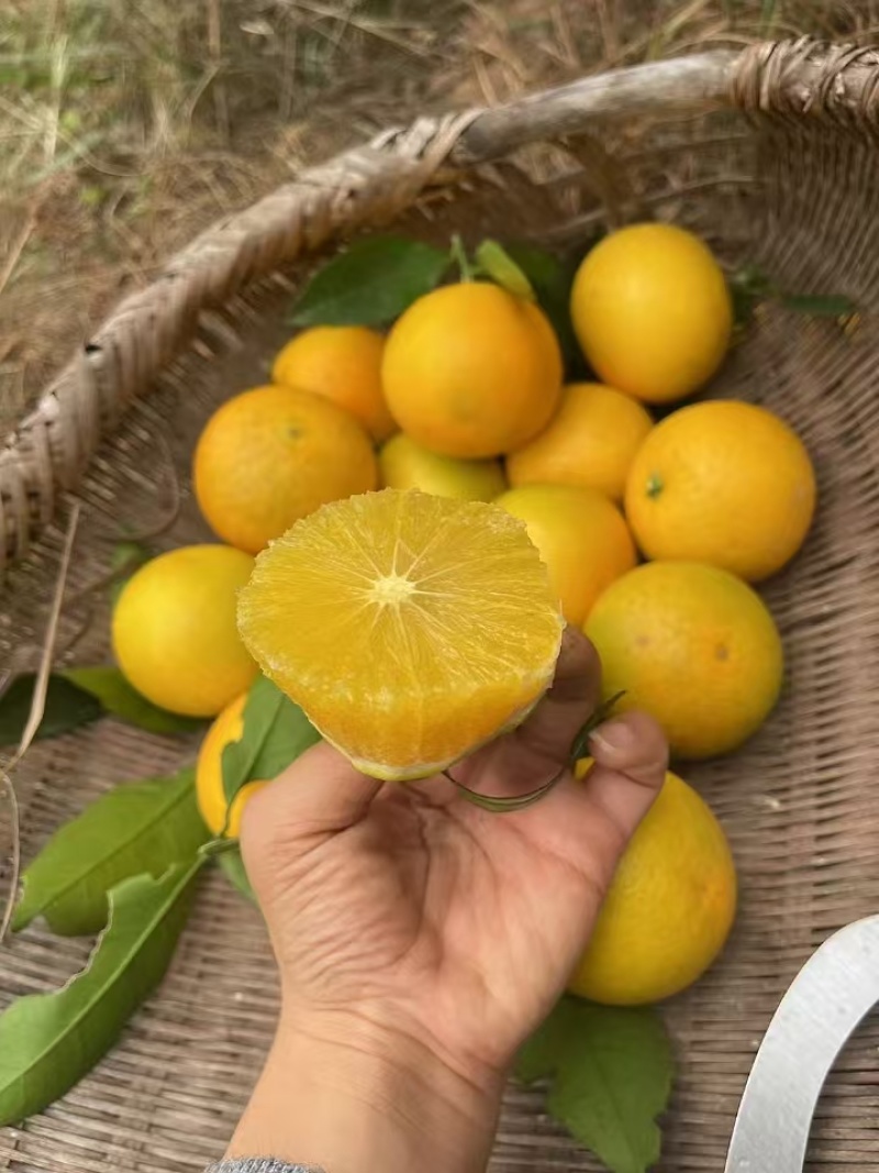 麻阳锦蜜冰糖橙纯甜无酸味，量大从优，支持一件代发