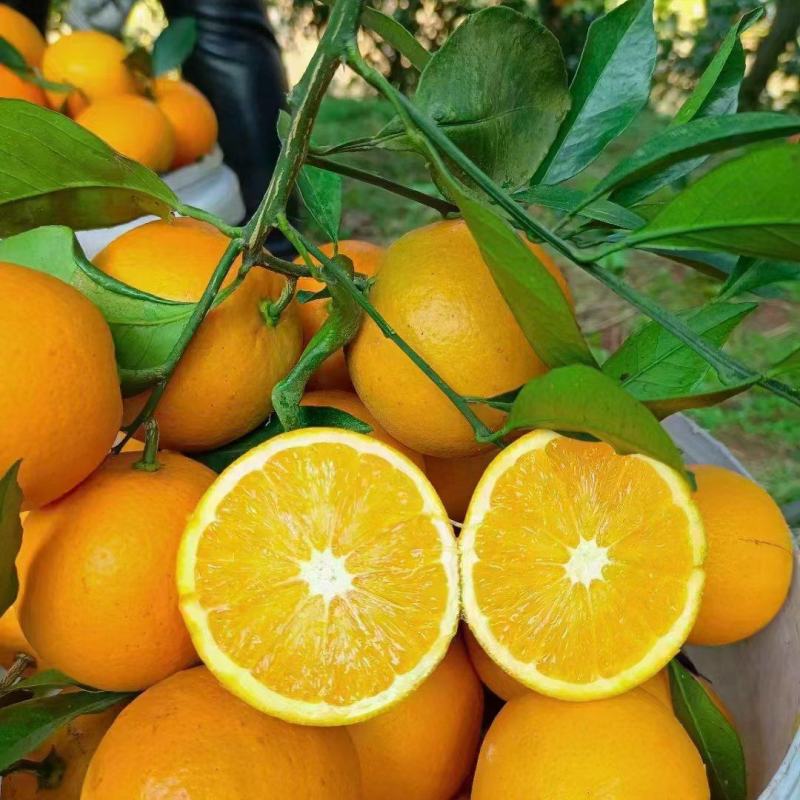 麻阳锦蜜冰糖橙纯甜无酸味，量大从优，支持一件代发