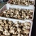 出售808香菇大菇50框中菇90框