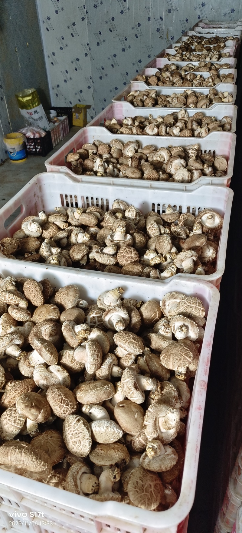出售808香菇大菇50框中菇90框