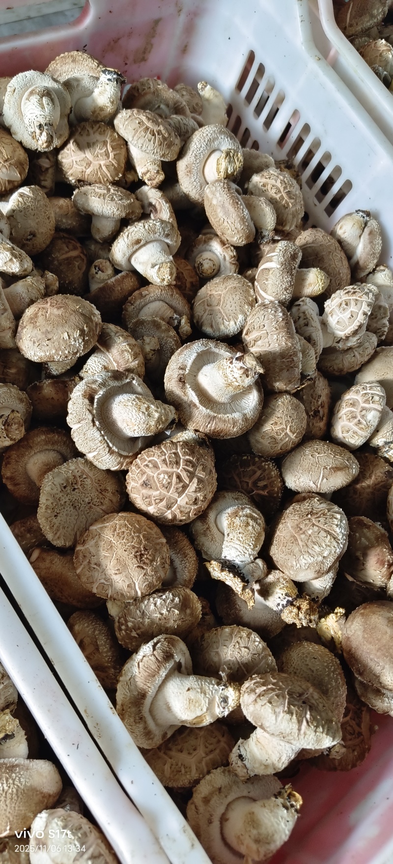 出售808香菇大菇50框中菇90框