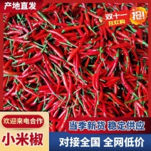 【实力推荐】精品新苗小米椒鲜辣椒艳红1000亩基地直发