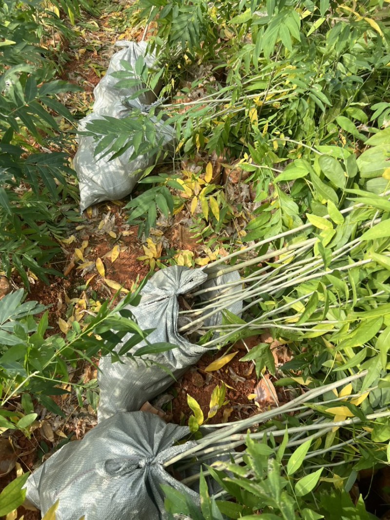 无患子：奉新县邹家苗圃基地欢迎老板来电洽谈