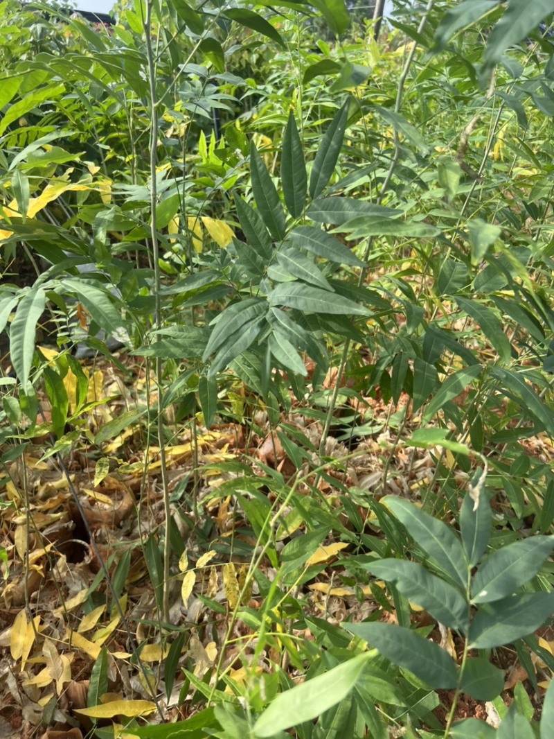 无患子：奉新县邹家苗圃基地欢迎老板来电洽谈