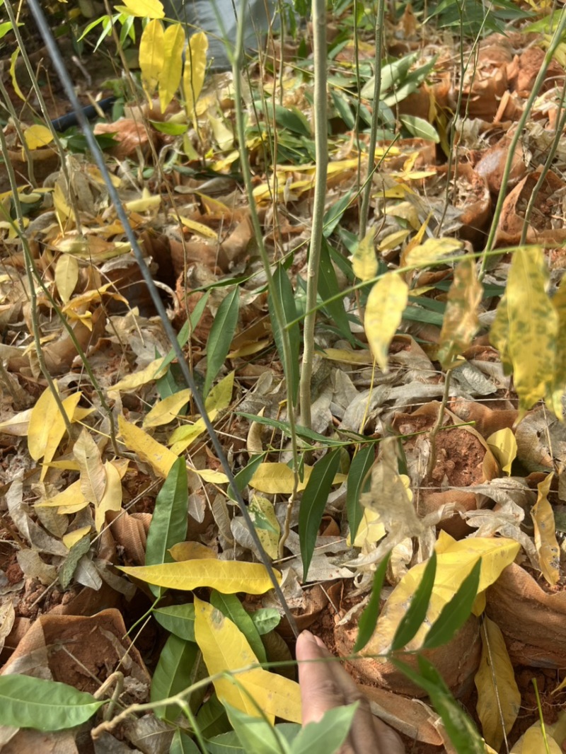 无患子：奉新县邹家苗圃基地欢迎老板来电洽谈