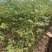 苦槠杯苗奉新县邹家苗圃基地大量供应苦槠芽苗地苗
