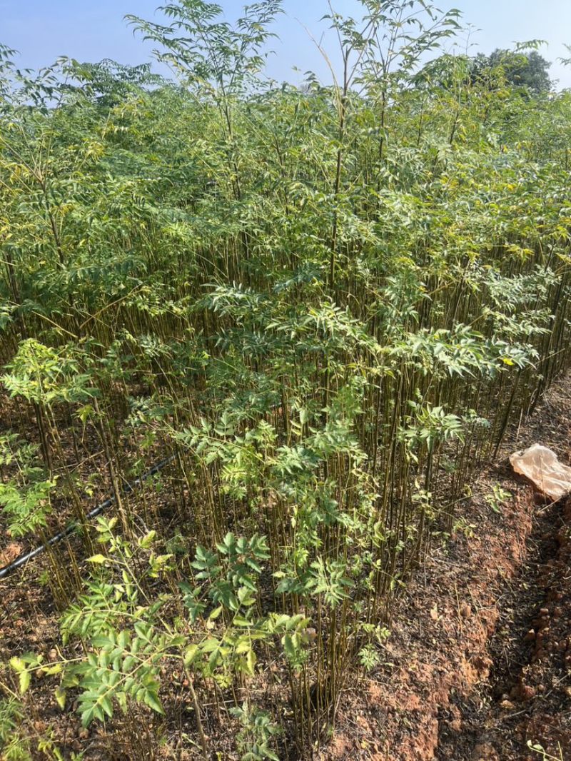 苦槠杯苗奉新县邹家苗圃基地大量供应苦槠芽苗地苗