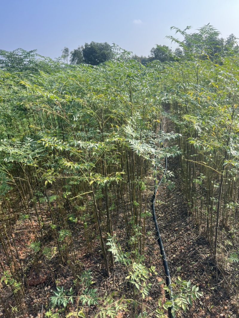苦槠杯苗奉新县邹家苗圃基地大量供应苦槠芽苗地苗