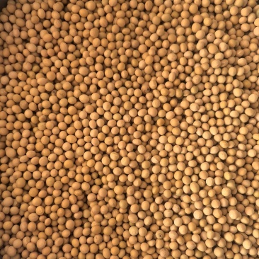 新货干黄豆粒水分百分之九高蛋白大黄豆全国发货质量保证