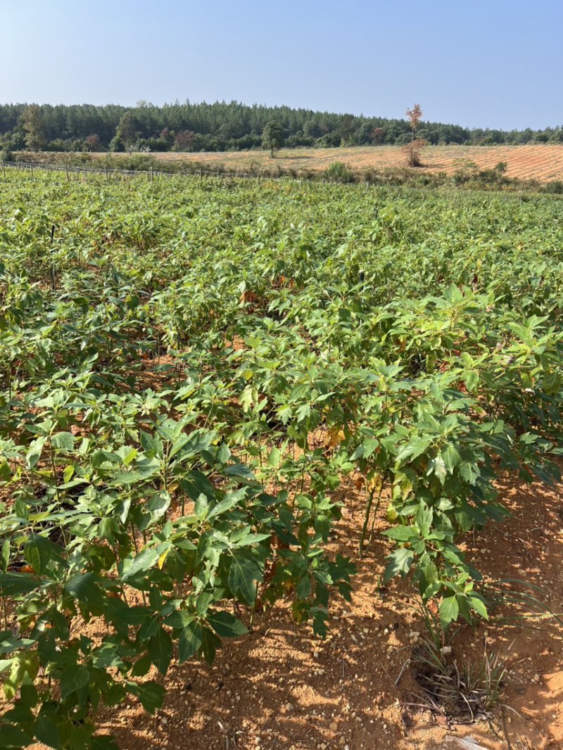 檫木杯苗奉新县邹家苗圃基地大量供应欢迎老板来电洽谈