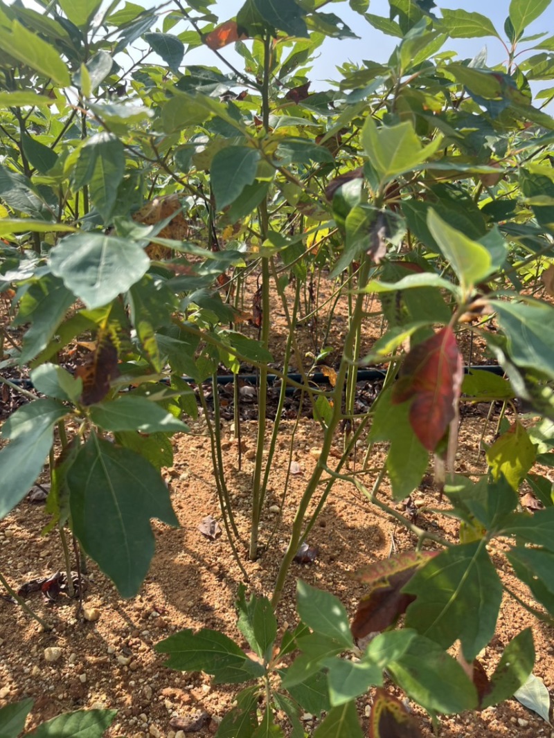 檫木杯苗奉新县邹家苗圃基地大量供应欢迎老板来电洽谈