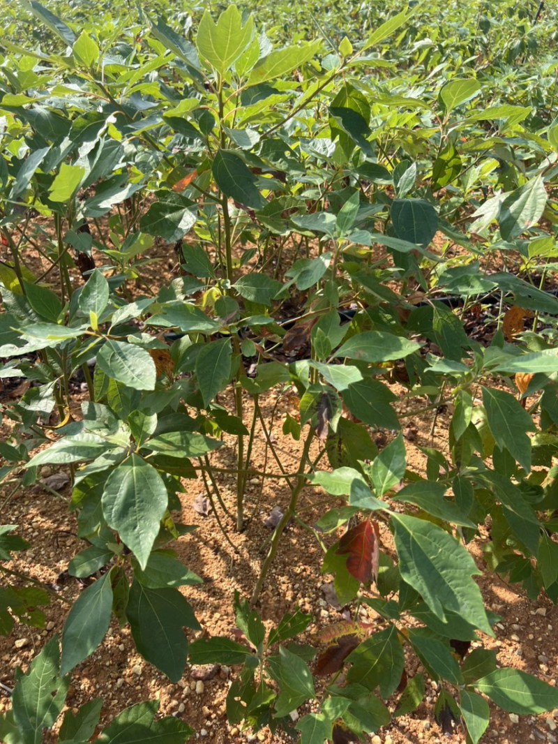檫木杯苗奉新县邹家苗圃基地大量供应欢迎老板来电洽谈