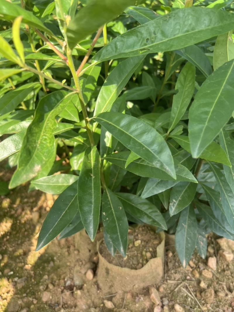楠木杯苗邹家苗圃大量供应浙江楠，闽楠欢迎老板来电洽谈