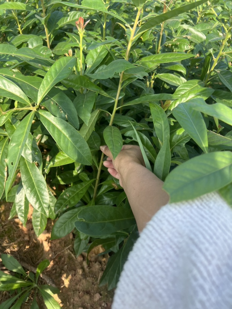 楠木杯苗邹家苗圃大量供应浙江楠，闽楠欢迎老板来电洽谈