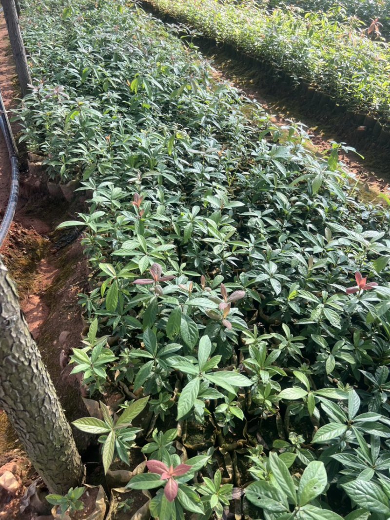 深山含笑杯苗：邹家苗圃大量有大小不一的深山含笑树