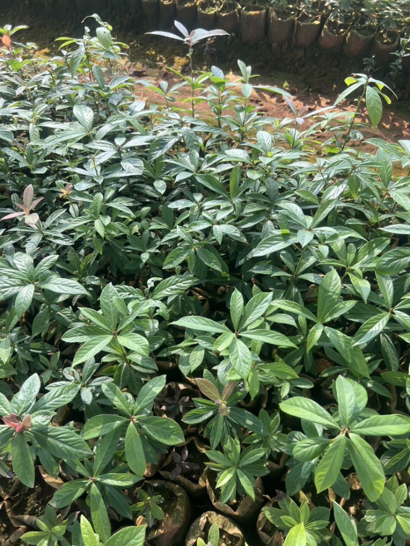 深山含笑杯苗：邹家苗圃大量有大小不一的深山含笑树