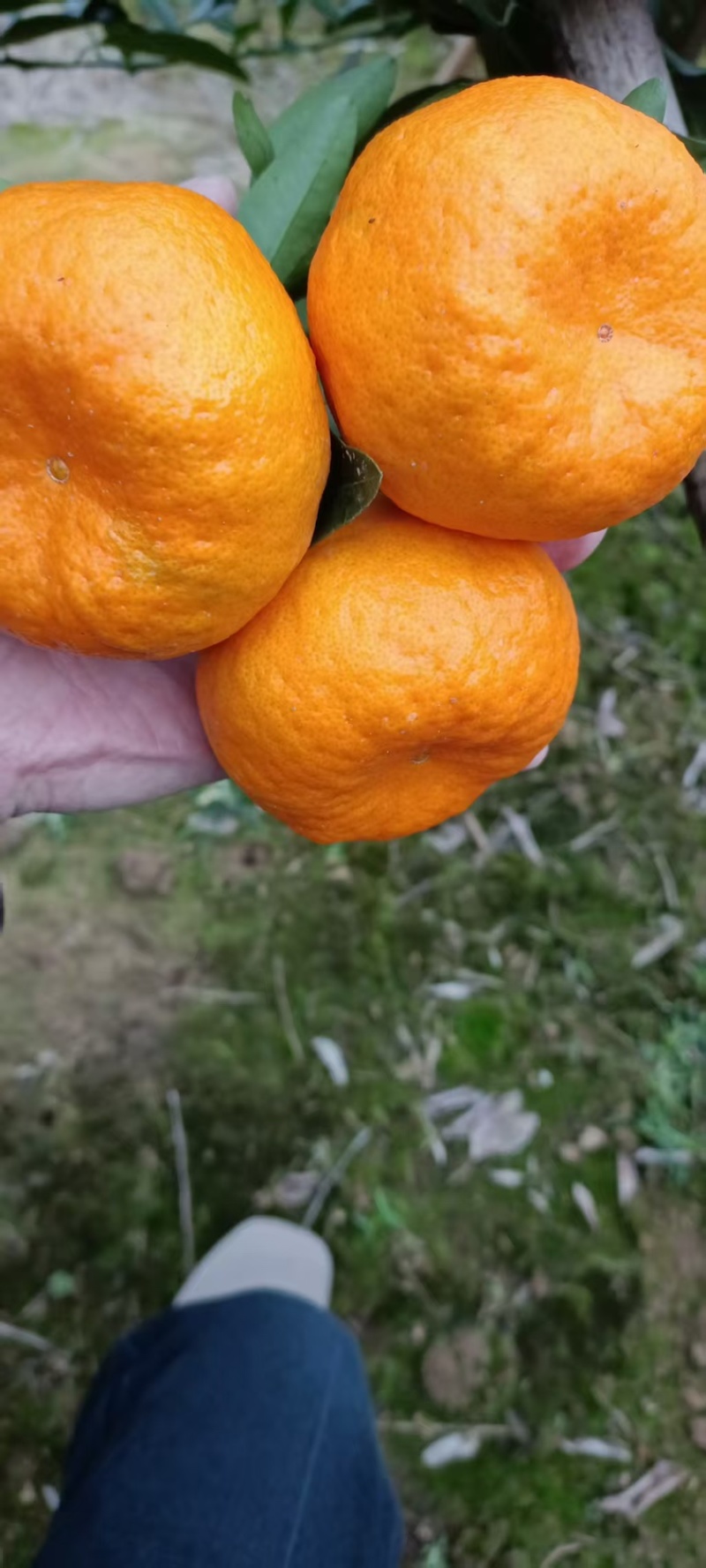 [诚信代办]重庆开州碰柑即将大量上市欢迎致视频