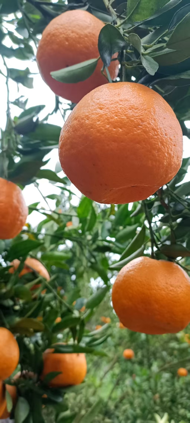 [诚信代办]重庆开州碰柑即将大量上市欢迎致视频