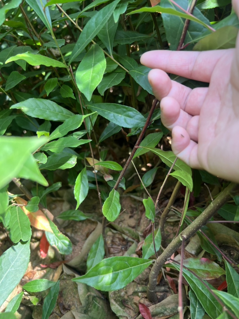 杜英杯苗：奉新县邹家苗圃基地欢迎朋友们来电咨询
