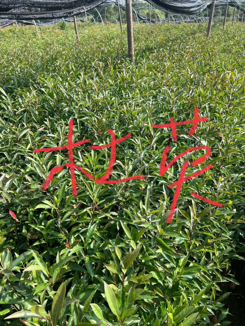 杜英杯苗：奉新县邹家苗圃基地欢迎朋友们来电咨询