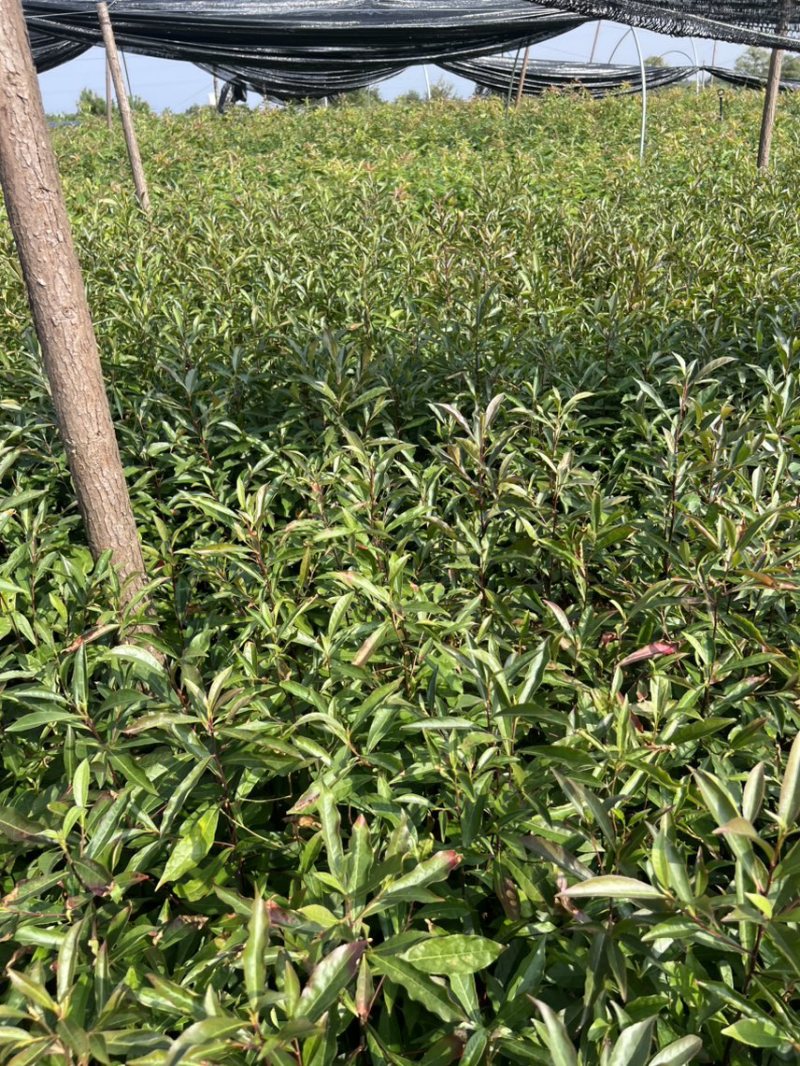 杜英杯苗：奉新县邹家苗圃基地欢迎朋友们来电咨询