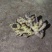 市场优质姜，保质保量，量大无忧，起批量现挖