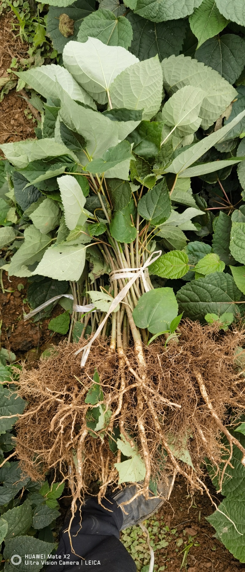 山桐子苗