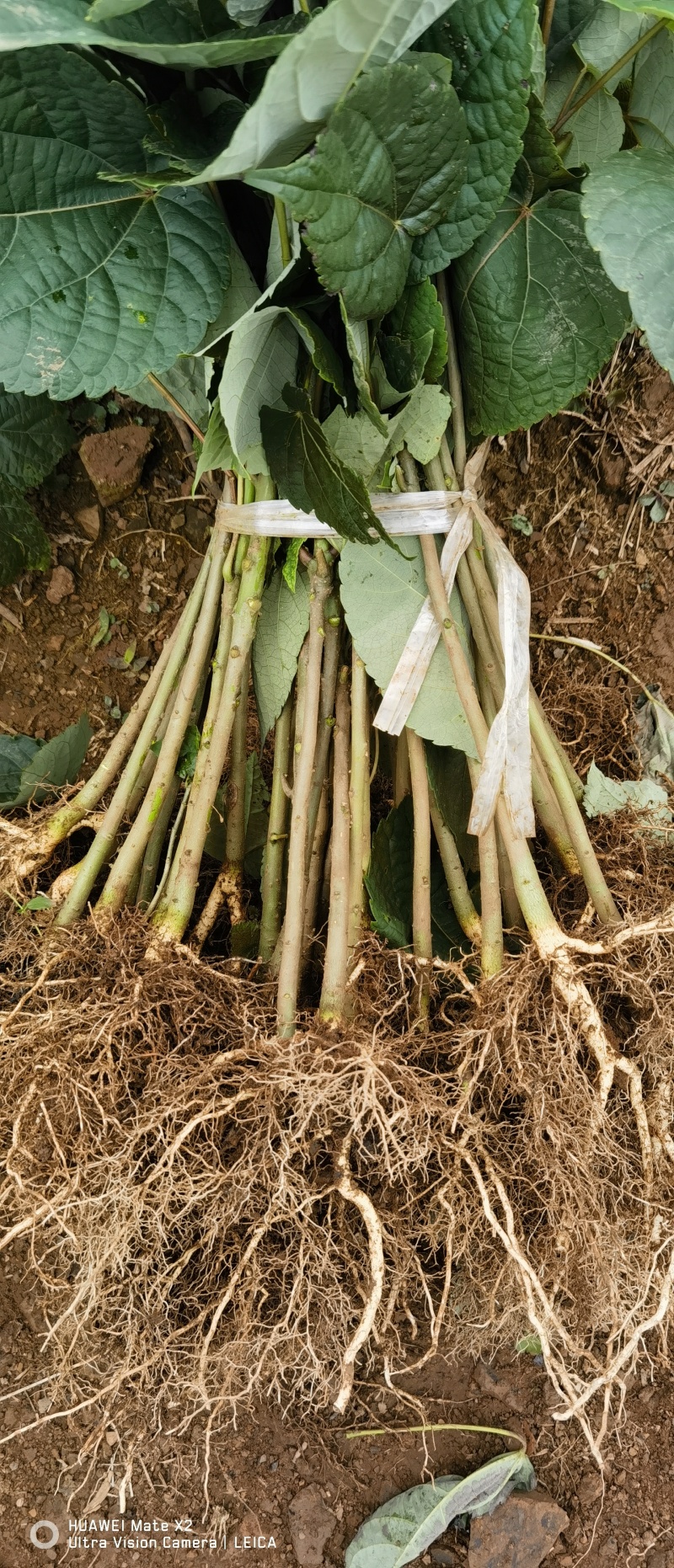 山桐子苗