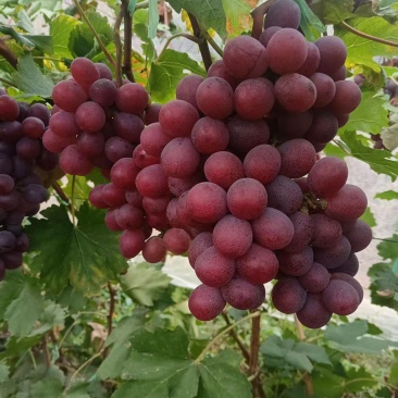 错季红提