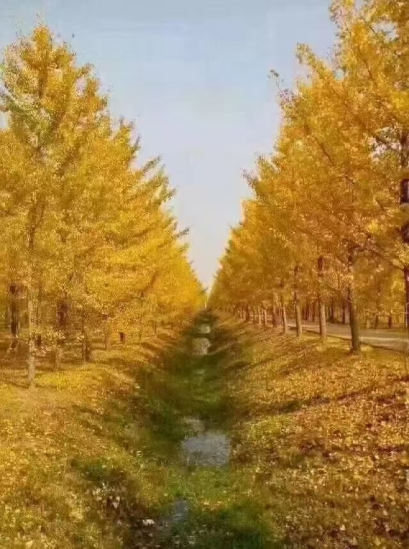 银杏树20公分25公分30公分35公分40公分45公分