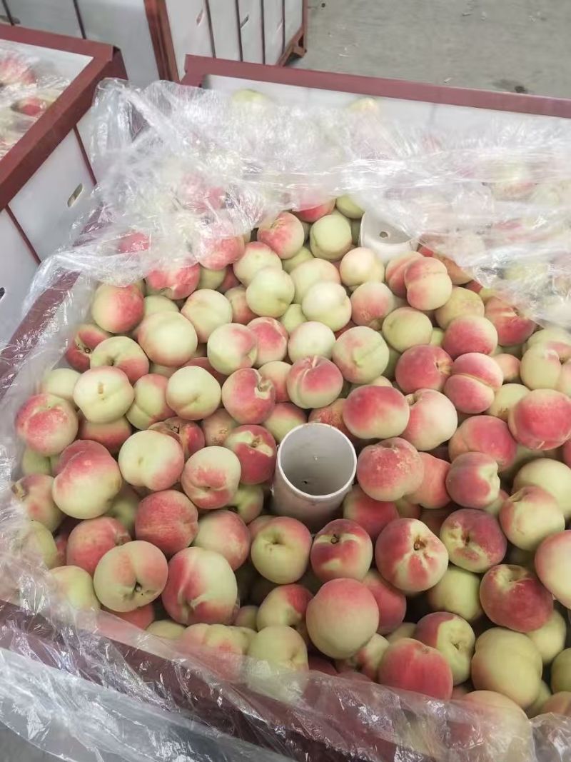 金秋红蜜桃子莱西市金秋红蜜映霜红桃子产区