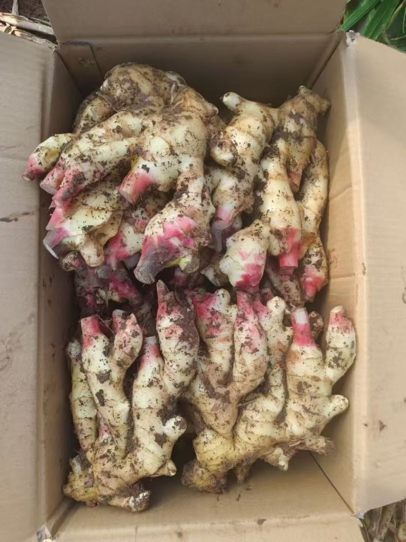 （山东生姜）鲜姜/大黄姜（辣味十足）质优价廉保质保量