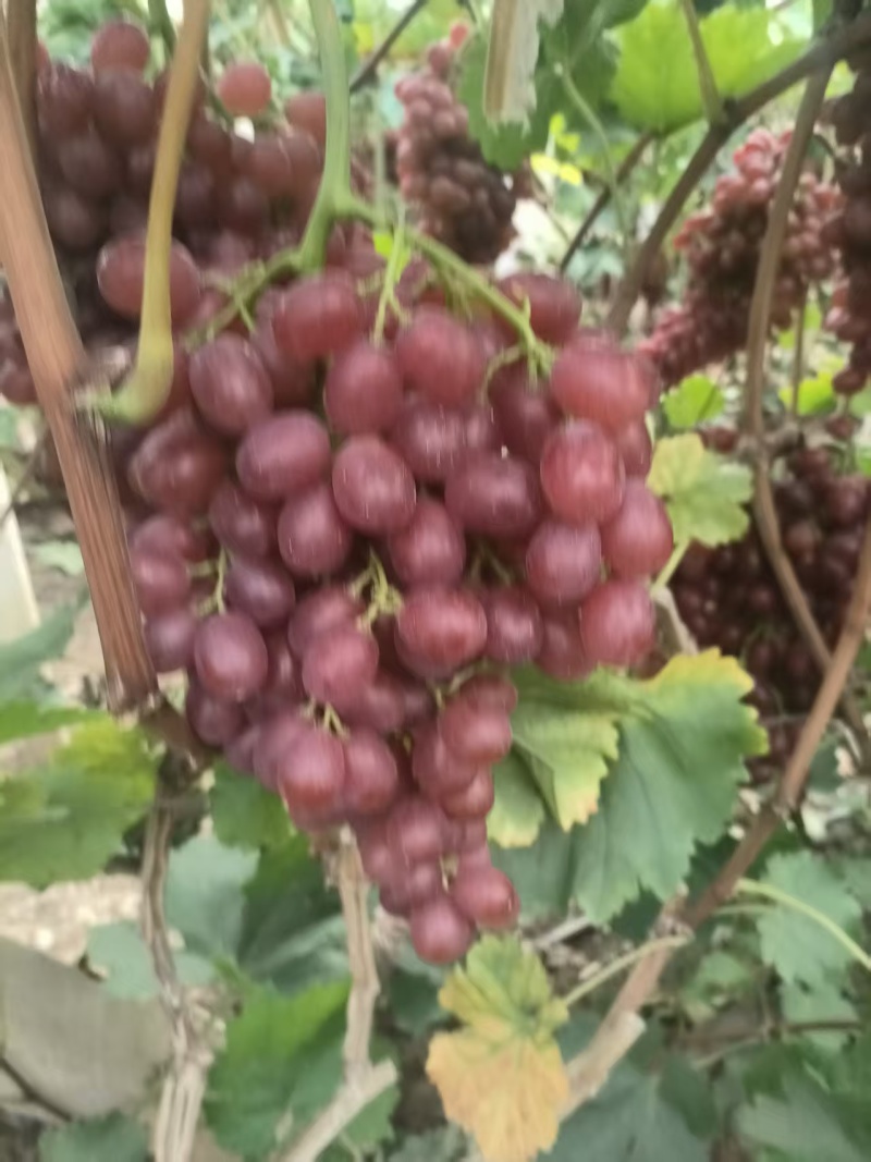 克伦生葡萄莱西市大量冷库克伦生葡萄
