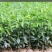 沉香树苗，沉香小布袋底苗成活率高货源充足保质基地批发。