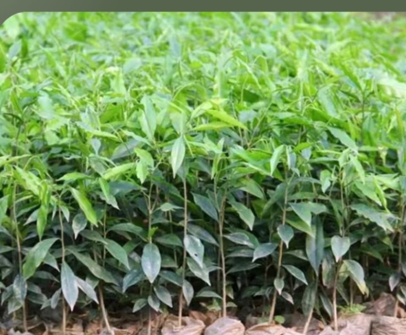 沉香树苗，沉香小布袋底苗成活率高货源充足保质基地批发。