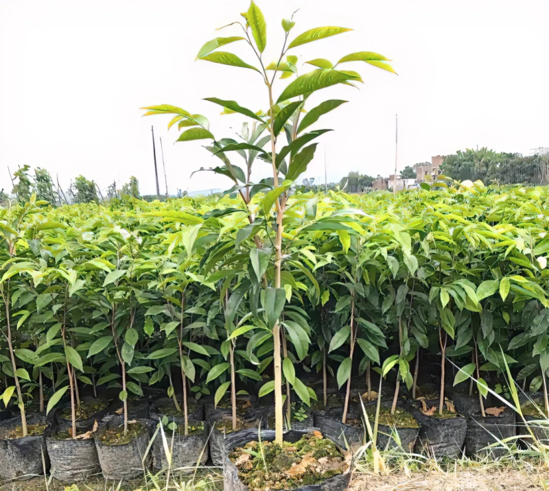 沉香树苗，沉香小布袋底苗成活率高货源充足保质基地批发。