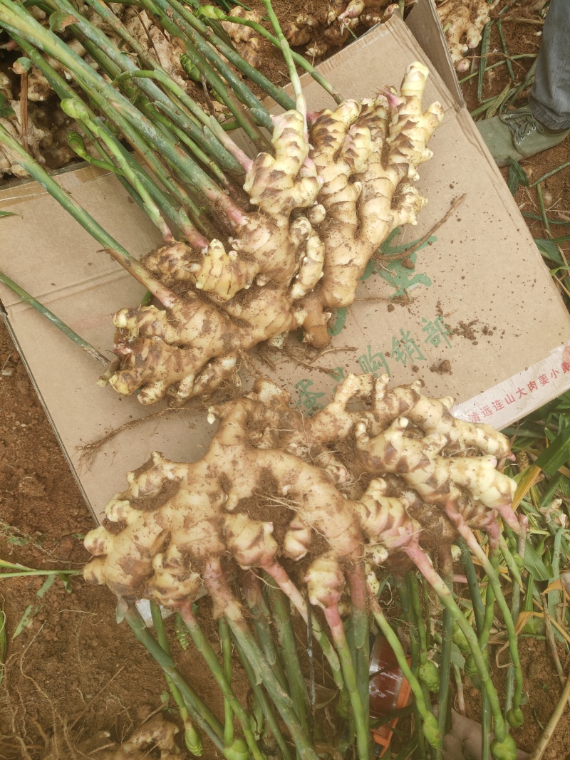 白口姜广东大肉姜生姜广西大姜