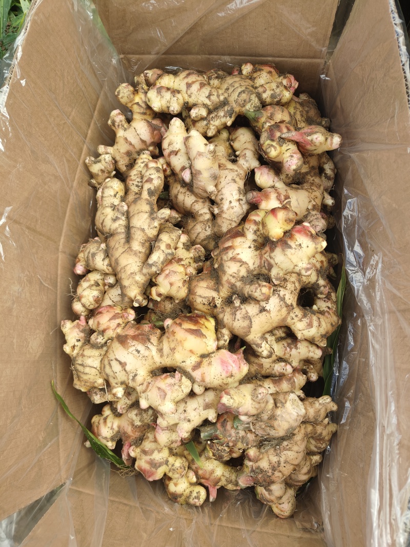 白口姜广东大肉姜生姜广西大姜