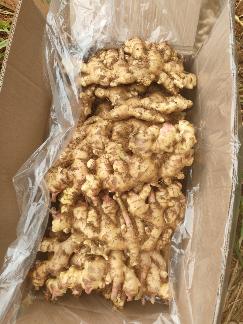 白口姜广东大肉姜生姜广西大姜