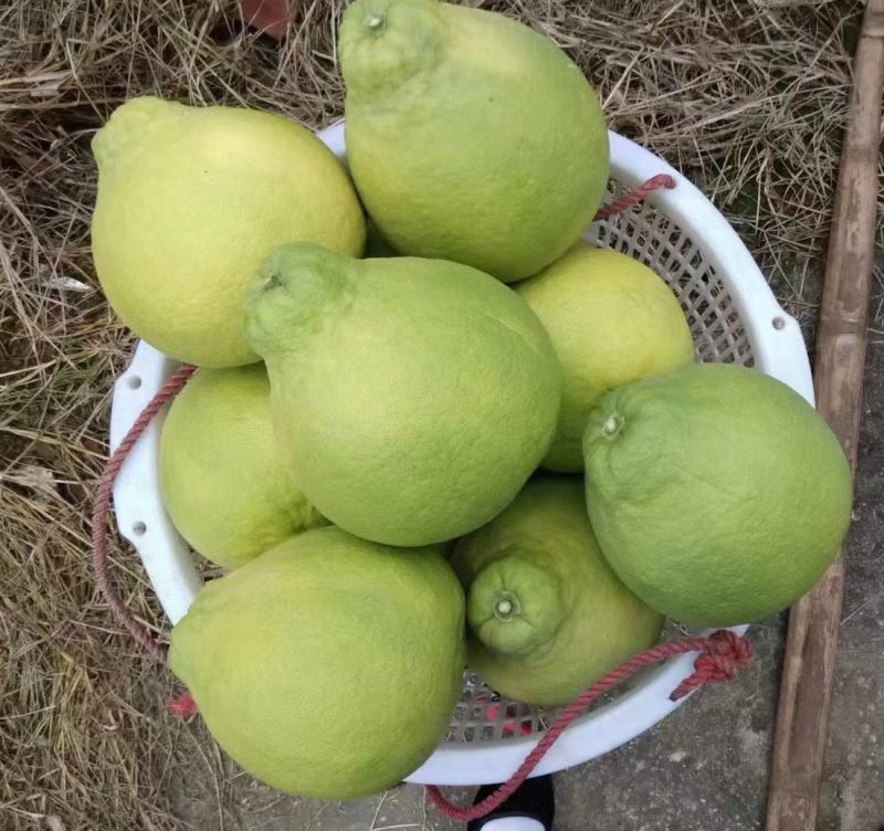 梅州沙田柚