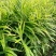云南小黄姜，味极鲜美，价格实惠，生活必备……