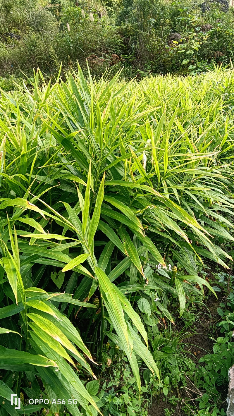 云南小黄姜，味极鲜美，价格实惠，生活必备……
