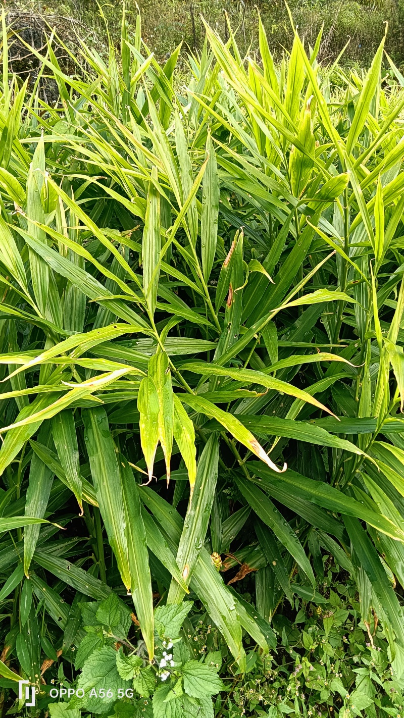 云南小黄姜，味极鲜美，价格实惠，生活必备……