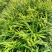 云南小黄姜，味极鲜美，价格实惠，生活必备……