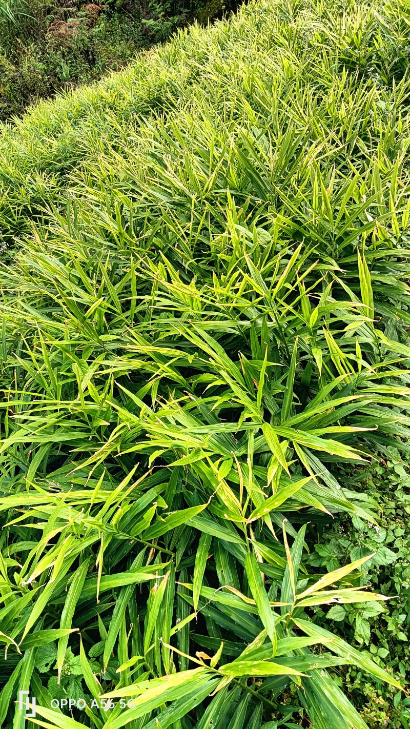 云南小黄姜，味极鲜美，价格实惠，生活必备……