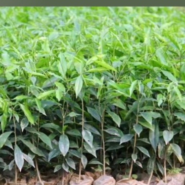 沉香树苗，沉香小布袋底苗成活率高货源充足保质基地批发。
