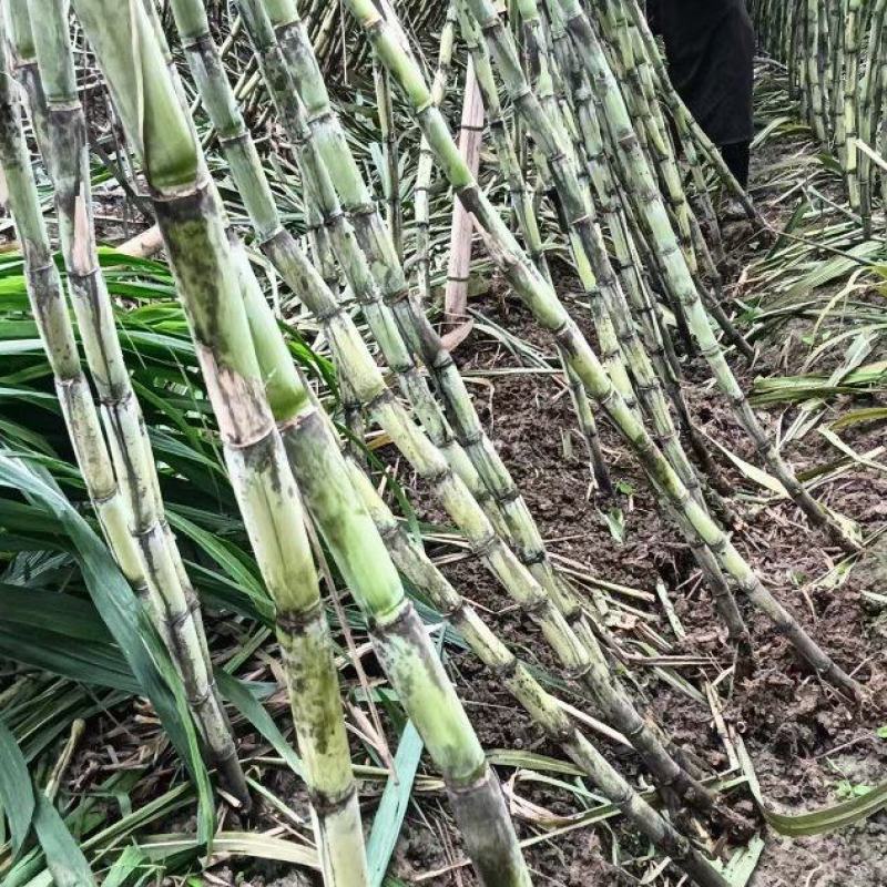 青皮甘蔗6斤起，一般7-8斤，还有黄金甘蔗产地成都金堂县