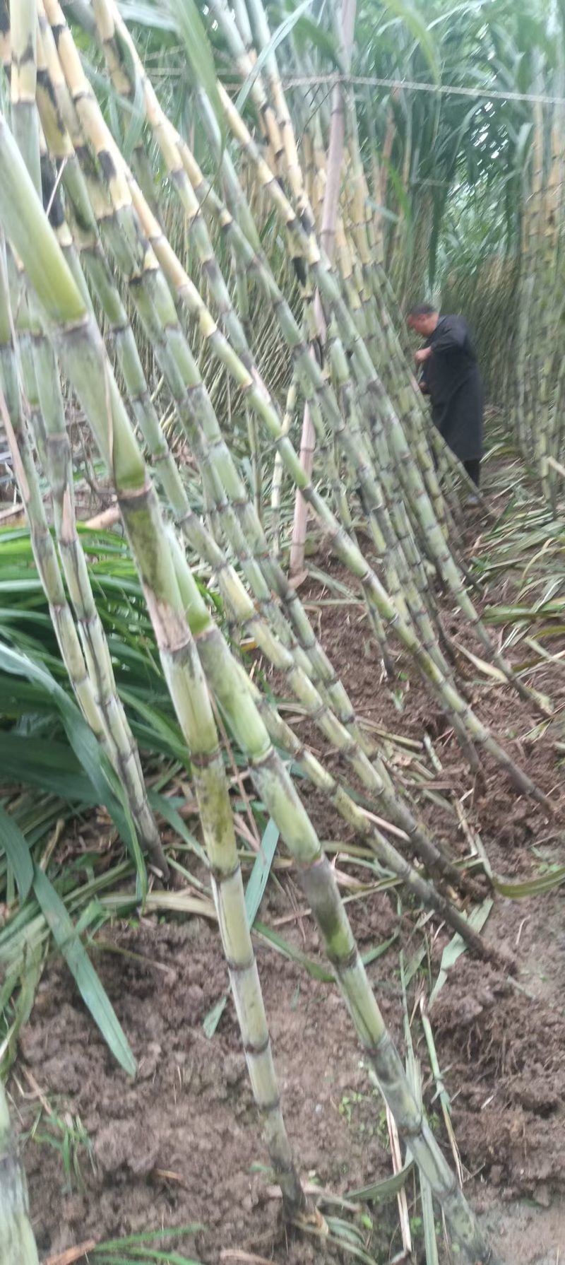 青皮甘蔗6斤起，一般7-8斤，还有黄金甘蔗产地成都金堂县